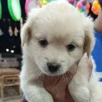 یک سگ شیتزو میکس واگذار میشود مبلغ 2500