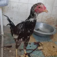 جوجه خروس لاری دو رگ