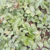 نهال توت فرنگی کاماروس