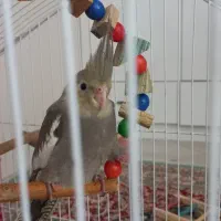 جوجه عروس هلندی