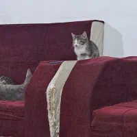 واگذاری گربه های نر و ماده|گربه|تبریز, |دیوار