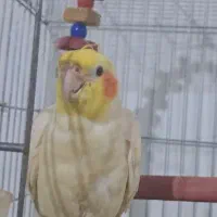 عروس هلندی نر سخنگو