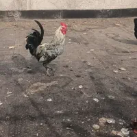 خروس جوان