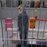 عروس هلندی|پرنده|قرچک, میرزائی شمالی|دیوار