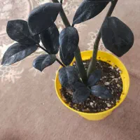 گل آپارتمانی