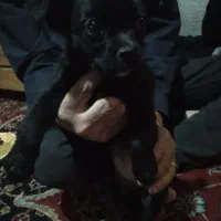 نژاد سگ شیواوا