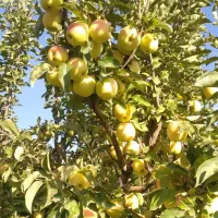 سیب زرد وقرمز بروجرد
