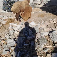 گوسفندباگوساله نر