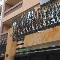 فروش حفاظ خاری شاخ گوزنی بوته ای|خدمات پیشه و مهارت|اصفهان, بوستان ناژوان|دیوار