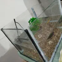 آکواریوم با وسایل و ماهی