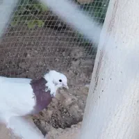 جوجه طوق غوره ای ۴بنده|پرنده|شیراز, شهرک گلستان|دیوار