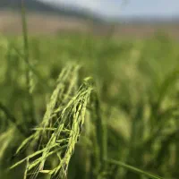 برنج طارم هاشمی درجه یک مازندران