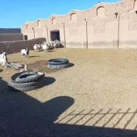 آغل گوسفندی|فروش زمین و ملک کلنگی|سبزوار, قصبه شرقی|دیوار