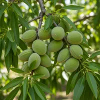 فروش فوری نهال بادام حریر ، تحویل در محل