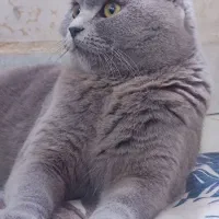 آماده جفتگیری گربه ماده اسکاتیش فولد