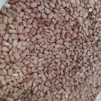 لوبیا چیتی فقط شکسته داره