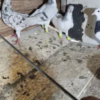 کبود تر رنگی