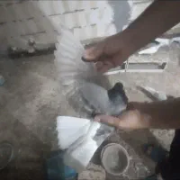 جفت ساده هفت رنگ بی نظیر به ضمانت|پرنده|مشهد, شهرک شیرین|دیوار