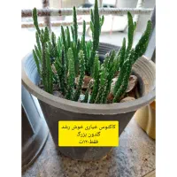 انواع گل باقیمت اقتصادی|گل و گیاه طبیعی|چابهار, |دیوار