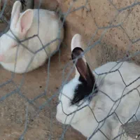 خرگوش|موش و خرگوش|آبدانان, |دیوار