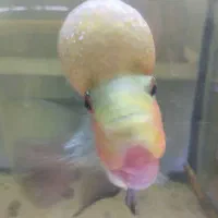 فلاور زد زد|ماهی|مشهد, سعد آباد|دیوار