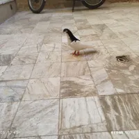 کبوتر پلاس یالدار