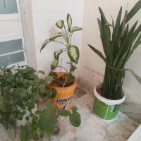 گل آپارتمانی