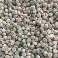 فروش انواع بذر و علوفه های دامی