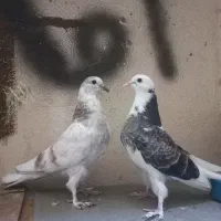 کبوتر. جوجه جیر بوم ندیده