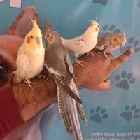 جوجه های عروس هلندی رام و دستی چلوندنی 2 ماهه