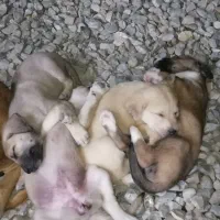 تعدادی توله پیت بول،، واگذاری