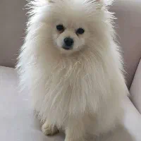 پامرانین وارداتی عروسکی سایز ریز