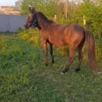 دوعددمادیان آس ۶سال