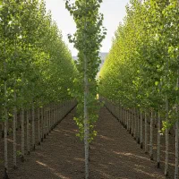 صنوبر اقتصادی  مناسب کاشت در حجم بالا