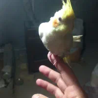 جوجه عروس هلندی دون خور سه ماهه دستی