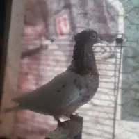 ۶ تا ماده|پرنده|تربت جام, مطهری|دیوار