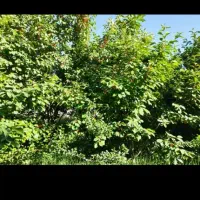 باغ گردو گیلاس /قاسم آباد