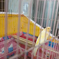 قناری نر  خوش خوان