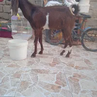 بز نر نیدی|حیوانات مزرعه|خرمشهر, |دیوار