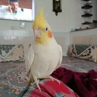 عروس هلندی|پرنده|درح, |دیوار