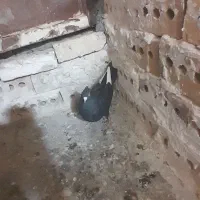 کفتر