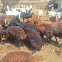 میش افشار ابستن با بره ۳۰ کیلویی بیست و شش ملییون|حیوانات مزرعه|تهران, هفده شهریور|دیوار