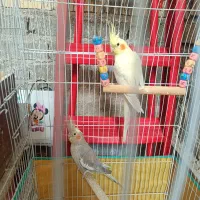 جفت عروس هلندی