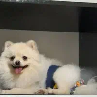 پامرانین اصیل|سگ|کرمانشاه, |دیوار