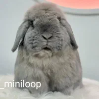 خرگوش های لوپی لوپی تربیت شده|موش و خرگوش|کرج, کیانمهر|دیوار