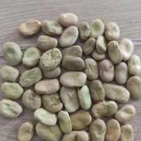 باقللا خوراکی|خدمات باغبانی و درختکاری|آستانه اشرفیه, |دیوار