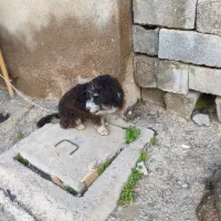 سگ پیدا شده