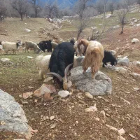 سلام ۱۵ تا چپش نر دزدیده شدن