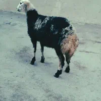 بره|حیوانات مزرعه|بروجرد, |دیوار