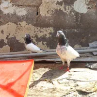 تیدی|پرنده|چمران, |دیوار